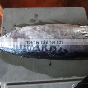 Frozen Bonito HGT thumbnail-6