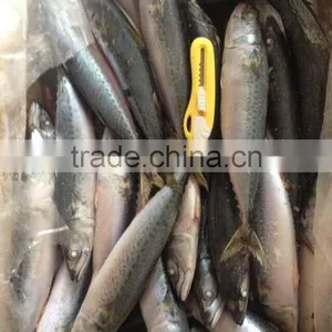 200-300g Frozen Mackerel Fish thumbnail-1