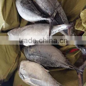 Haccp Bonito Tuna thumbnail-1