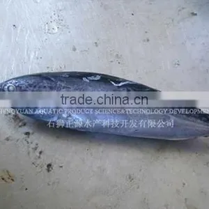 Canned Fish Frozen Bonito Tuna thumbnail-1