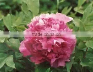 Herbaceous Peony Plant Root Chun Hong Jiao Yan thumbnail-1