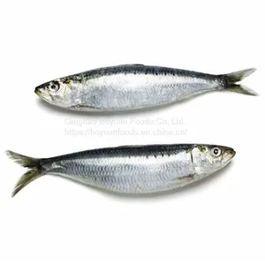 Sardine thumbnail-1