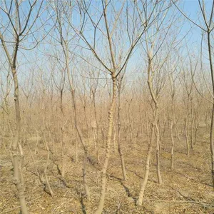 6 - Centimeter Chinese Tallow Trees, Cheap Price, Guaranteed Survival Rate thumbnail-1