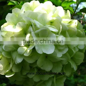 Hot Selling Fresh Cut Hydrangea With 50cm Long Stem thumbnail-2