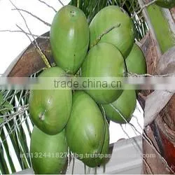 Tender Coconut/fresh Young Coconut/common Cultivation Type Young Coconut/green Young Coconut/young Coconut Exporter thumbnail-2