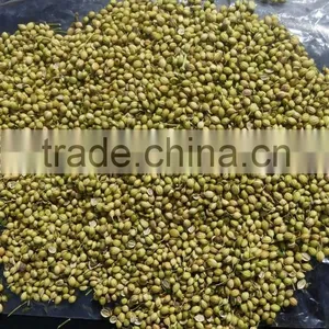 Split Coriander Seeds thumbnail-6
