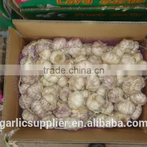 2014 Crop Garlic thumbnail-1
