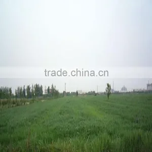 Barley Grass Powder thumbnail-2