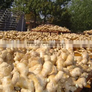 China Fresh Ginger for Sale thumbnail-5