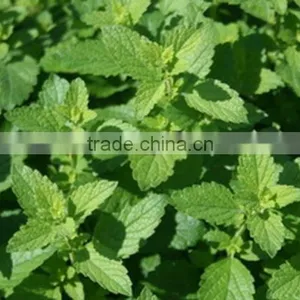 Peppermint Oil thumbnail-5
