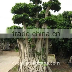 Ficus Large Tree thumbnail-1