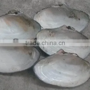 China Freshwater Shell Material Raw Mother of Pearl River Shells thumbnail-1