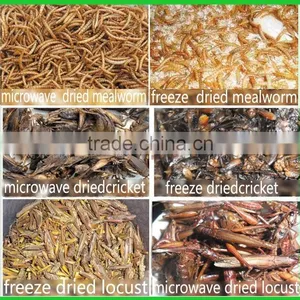 First Grade Freeze Dried Mealworm for Sale, Pet Food Mealworm Turtle Food thumbnail-3
