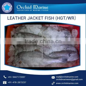 High Protein Filled Leather Jacket Fish at Attractive Price thumbnail-3