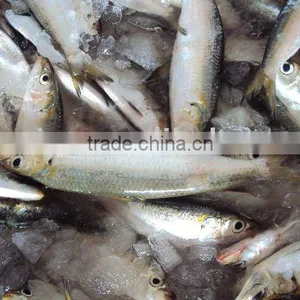 Frozen Whole Round Sardine thumbnail-2