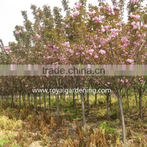 Prunus Serrulata Cold Hardy Trees thumbnail-2