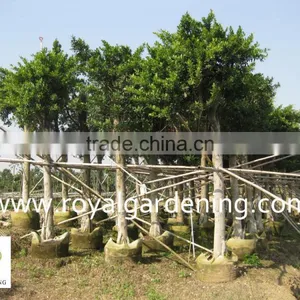 Ficus Nitida Landscaping Trees thumbnail-2