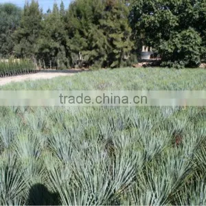 Yucca Rostrata thumbnail-5