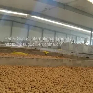 China Cheap Walnut in Shell thumbnail-4