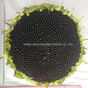 Big Size High Quality Chinese Purple Sunflower Seeds for Growing thumbnail-4