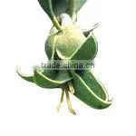 100% Pure Jojoba Carrier Oil( Cosmtics Grade) thumbnail-1