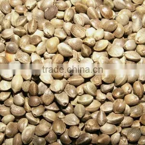 Hemp Seed Oil thumbnail-4