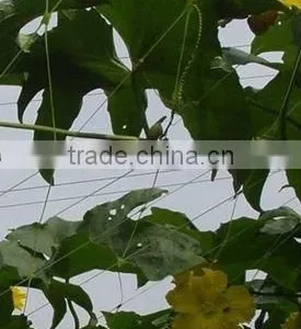 Plant Support Net thumbnail-1