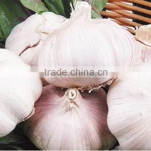 2016FRESH GARLIC thumbnail-2
