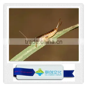 Gaint Insect Robot Models on Sale thumbnail-4