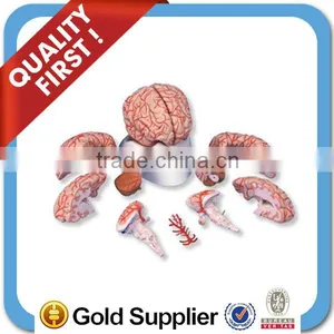the Model of Brain and Cerebral Arteries for Teaching and Learning thumbnail-1