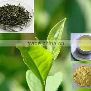 90% Polyphenols / EGCG40% / CAF 15% thumbnail-1