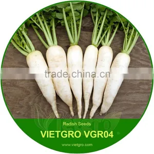 High Yield Snow White Radish Seed For Growing / For Greenhouse 45 Days VGR04/ Vegetable Seeds thumbnail-1