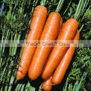 Wholesale Fresh Red Organic Carrot thumbnail-1