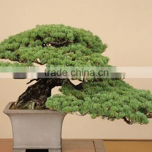 Bonsai Nursery thumbnail-1