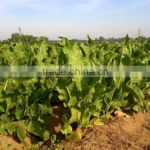 Factory Directly Sale Spicy Horseradish Powder thumbnail-6