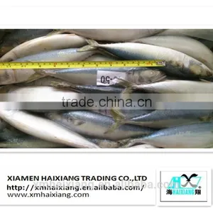 Mackerel Fish Price thumbnail-2