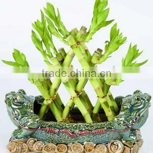 Pyramid Lucky Bamboo Dracaena Sanderiana thumbnail-3