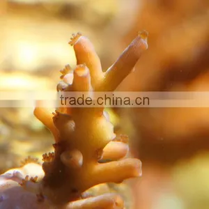 ESUN Polycaprolactone (polymorph)for Coral Reef Frag Glue Application in Aquarium thumbnail-5