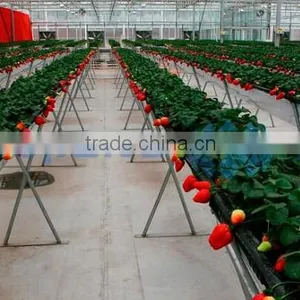 Strawberry Plastic Film Greenhouse thumbnail-2