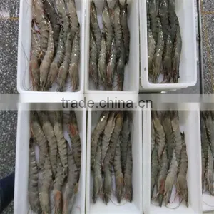 Seafood Buy Live Shrimp thumbnail-1