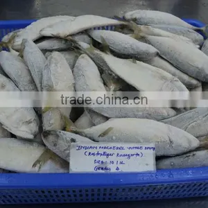 FROZEN INDIAN MACKEREL thumbnail-1