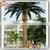 Best Selling Products Large Outdoor Artificial Palm Trees Tropical Plants Life Size Artificial Trees thumbnail-6