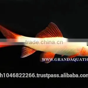 Rainbow Shark Albino / Ornamental Fish Exporter thumbnail-6