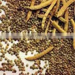 Seed of Cassia Tora in Bulk thumbnail-1