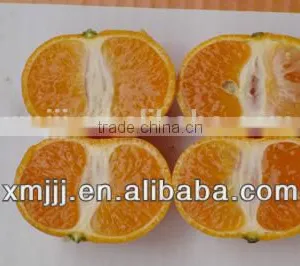 New Harvested Yongchun Fresh Mandarin Orange thumbnail-2