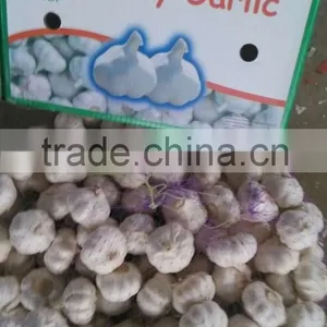 Normal White Garlic thumbnail-3