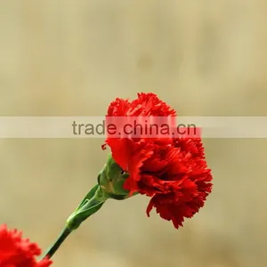 Good Quality Mastor Red Carnation Cut Flower for Wholesale thumbnail-3