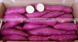 FRESH SWEET POTATOES WITH BEST PRICE AND GOOD QUALITY thumbnail-2