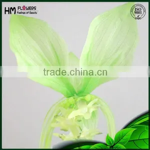 Ornamental Plants Lucy Cat thumbnail-4