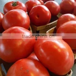 FARM FRESH TOMATOES thumbnail-1